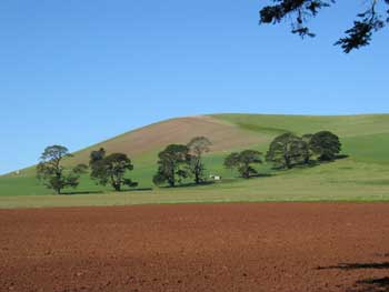 Mammalian Hills