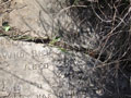 Louisa SHUMACK headstone