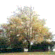 Oak