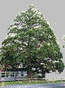Redwood