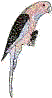 Rosella