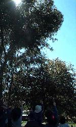 Koala spotting